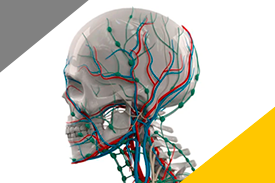 Anatomía de Cabeza y Cuello aplicada a la Radiología